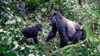 The Mountain Gorillas | Uganda Series Ep 4