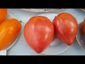 Презентация новых сортов томатов 2021 часть 5