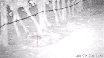 Rabbit Hunting Using the Pard NV008 and Sako Quad 22LR Victoria 18/04/2019