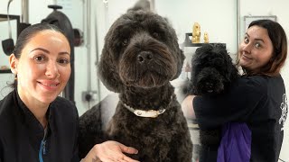 Dog Grooming: Cockapoo Full Groom