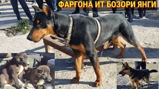 видео: ФАРҒОНА ИТ БОЗОРИ ЯНГИ НАРХЛАРИ ЗУРЛАРИ картинка: ФАРҒОНА ИТ БОЗОРИ ЯНГИ НАРХЛАРИ ЗУРЛАРИ