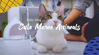 Daily vlog: Memorable animal memes