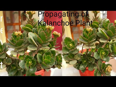 Propagation and care of Kalanchoe Plant/Best fertilizer for kalanchoe plant