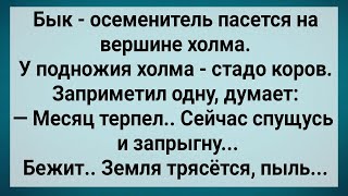 картинка: Как Бык с Голодухи На Корову Залез! Сборник Свежих Анекдотов! Юмор!