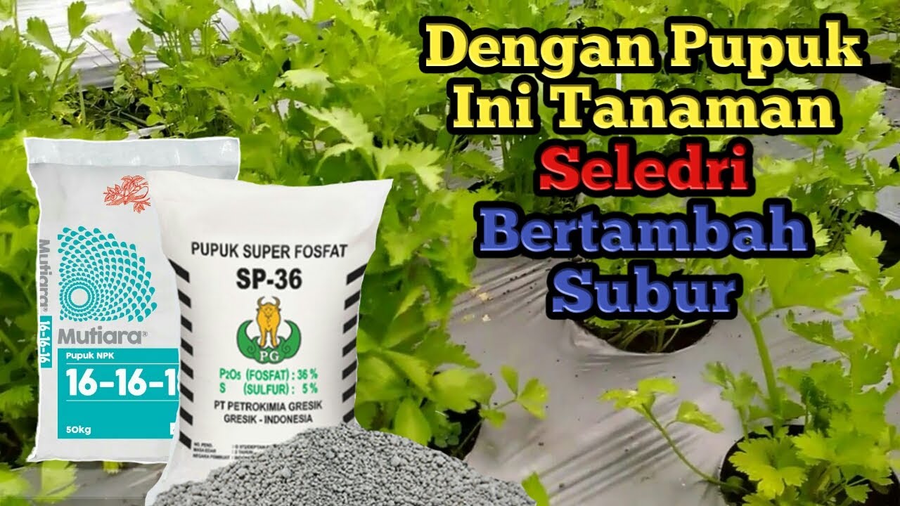 CARA MENANAM SELEDRI PART - 3 (PEMUPUKAN) 