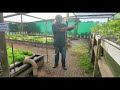 Farm tour of the media beds dwc and dutch buckets at sweet water aquaponics in south africa