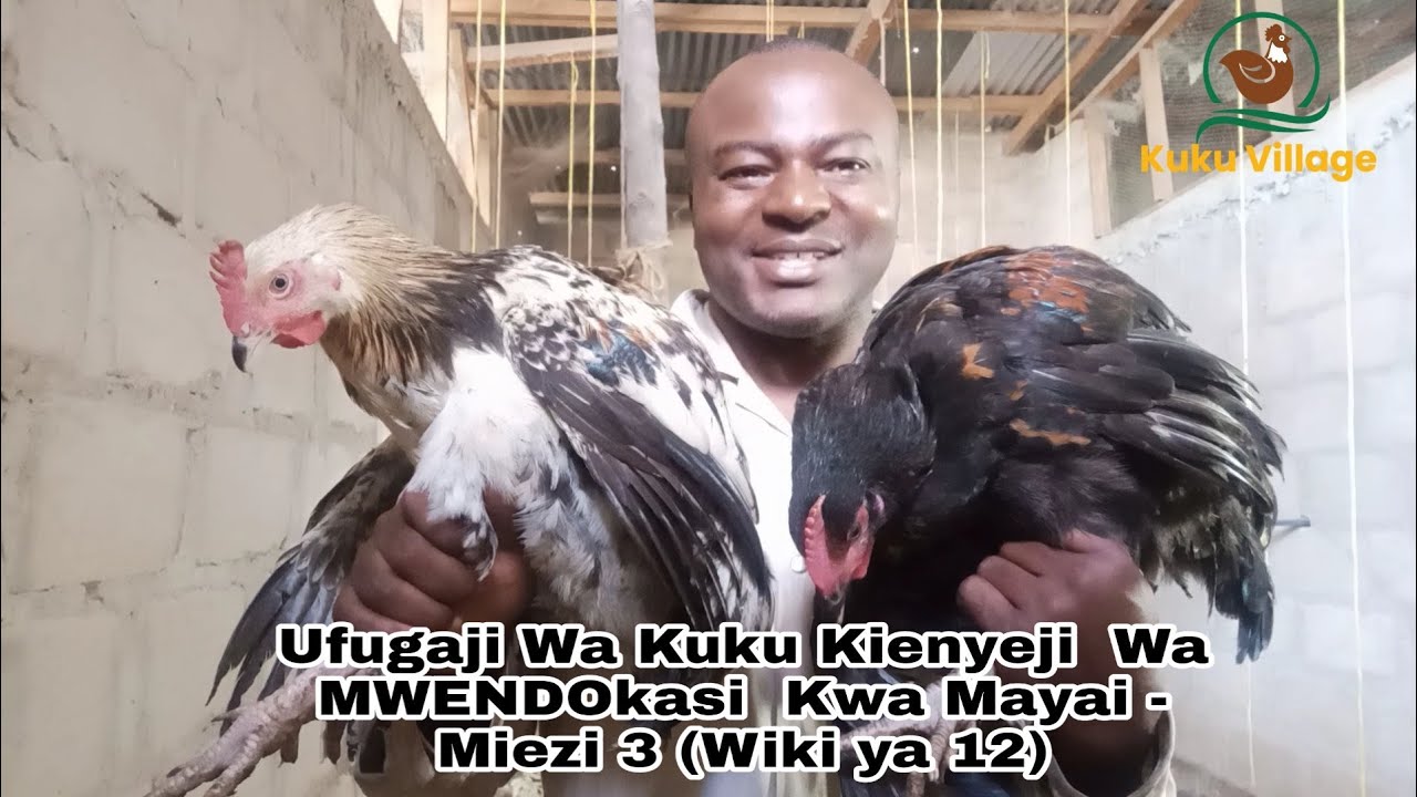 Ufugaji Wa Kuku Kienyeji  Wa MWENDOkasi  Kwa Mayai - Miezi 3 (Wiki ya 12)