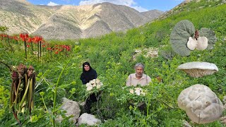 Life away from civilization | Harvesting wild mushrooms and medicinal plants in the mountains