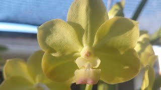 Look What’s Blooming! | Orchid Garden Sunday + Repotting Tricks. August 16, 2026