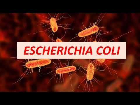 Vídeo: Risco De Mortalidade Por Infecção Da Corrente Sanguínea Causada Por Escherichia Coli Ou Klebsiella Pneumoniae Produzindo β-lactamase De Espectro Estendido: Um Estudo De Coorte Pros