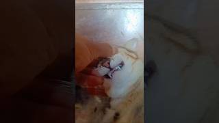 Sleepy Cat Tiny Teeth 😹🦷#shorts#shortvideo#cat
