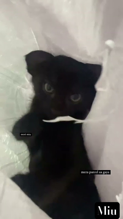 This cute cat’s name is Miu #cat #cats #catvideos #catshorts #cutecat #catperson #catwatch