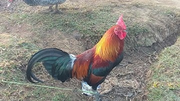 noob qaib qus qua zoo