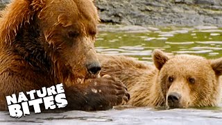 Baby Bear's First Salmon Hunt | Grizzly River | Nature Bites by Nature Bites 4,957 views 2 months ago 3 minutes, 26 seconds