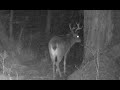 Bucks searching for a Doe.