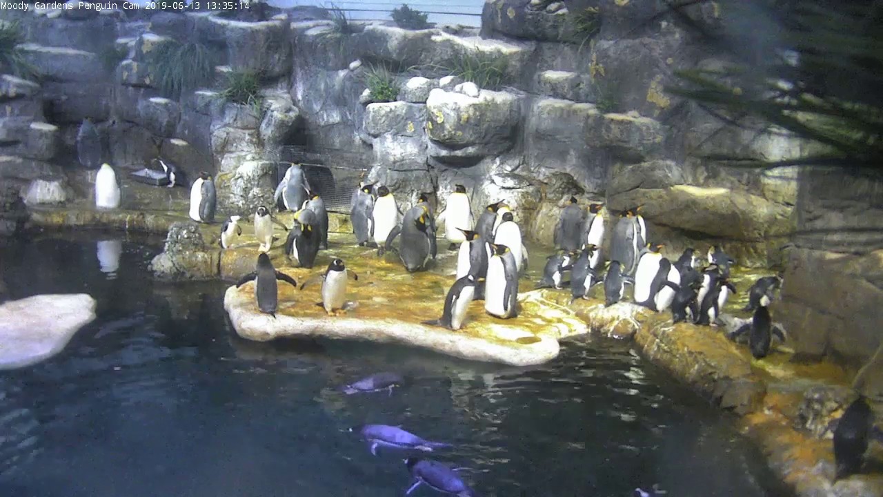 Penguin Cam Moody Gardens Galveston Aquarium Penguins Ozolio Live