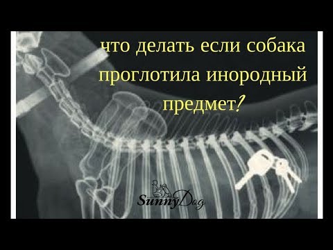 Что делать если собака проглотила инородный предмет? Мячик, носок, кулёк.