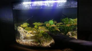 Top Fin Astonish 6 gallon likes and dislikes