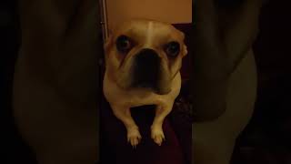 Frenchie Brother and sister are in competition for owners attention.