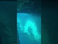 Inside Croatia's Blue Cave 💙 The Most Magical Place on Earth!