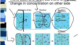 Factors that affect the rate of Diffusion