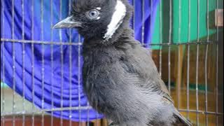burung Cililin jenis bulu hitam ciri kas dr JAWA TIMURAN
