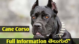 Cane Corso Dog Information in Telugu || “కేన్ కోర్సో” కంప్లీట్ ఇన్ఫర్మేషన్ తెలుగులో