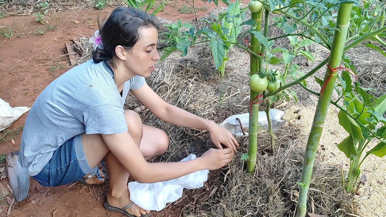 Usando apenas cascas de frutas e legumes como adubo veja o resultado 