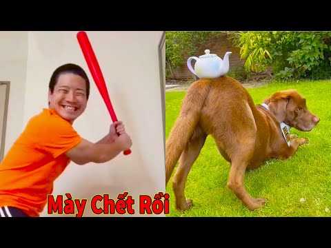 Thú Cưng TV | Ngáo Ngu Ngốc Và Đầu Gấu #9 | chó thông minh vui nhộn | Pets funny cute smart dog