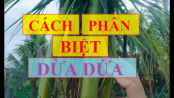 Cách phân biệt dừa dứa và các loại dừa khác dừa dứa bến tre