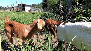 2023 Goat Babies Playing.