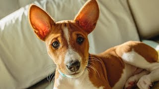 100 Best Basenji Dog Names with Meanings  | Unique & Inspiring Names for Your New Pup!