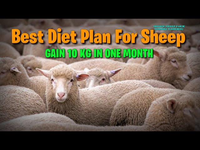 Best diet for sheep || fast weight gain diet for sheep || diet for sheep in winter class=