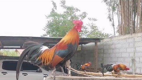 ไก่ต่อลูกปะสมไก่ป่า f2 มีแต้มแล้วตวนิ้ _qaib qus phom 2 dib tuaj zoo heev li  [ Hmong ]​ 2021​