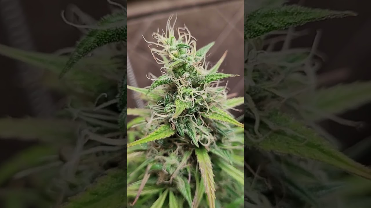 Blueberry Kush Auto. Natural grow.No pruning etc.