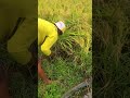 traditional farming that harvests rice with a simple sickle #shorts