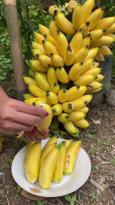 Pisang Ulin #pisangulin