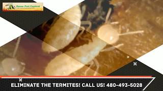 Termite Control Chandler AZ 480-493-5028 Ozone Pest Control