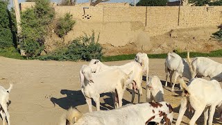 village beautiful new farm new video  24 April 2024