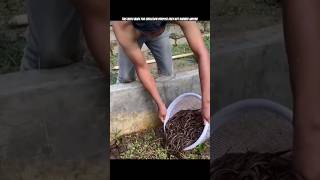 Its Not A Snake So What Is This Top 3 Amazing Facts Ll