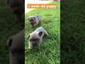 4 week old puppy French buldog 🐶 Subscribe for more videos