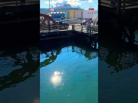 Video: Ketchikan – Aliaskos kruizinių kelionių uostas