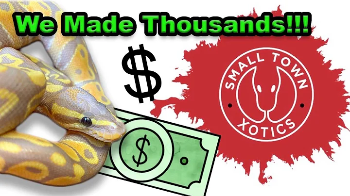 Money and Ball Pythons | How Much Did We Make?!?!