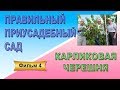 Правильный приусадебный сад Фильм 4 Карликовая черешня