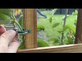 How these clips guide vines to climb a trellis! Details inside