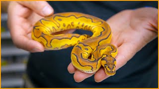 BACK TO BLACK — NEW Blackheads, Black Acids, Black Axanthics . . . OH MY! | #Hetflix 122 Wealth