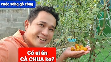 Bửa cơm đạm bạc sau khi đi tặng gạo về...hihi. 🍅Cà chua nhà em đây... đăng ký kênh cuộc sống gò công