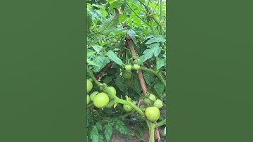 #naturerelaxation#vegetables#vegetablegarden #fruit #fruitgarden#nature #soothingrelaxationrelaxing