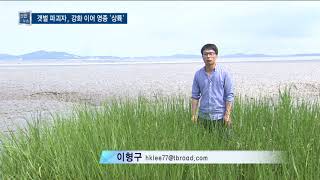 [연속기획- 갯끈풀의 공습] 1. 갯벌 파괴자, 강화 이어 영종 상륙 - 티브로드 인천방송
