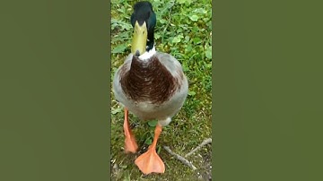A Close-Up Look at a Stunning Duck #duck #ytshort #shorts